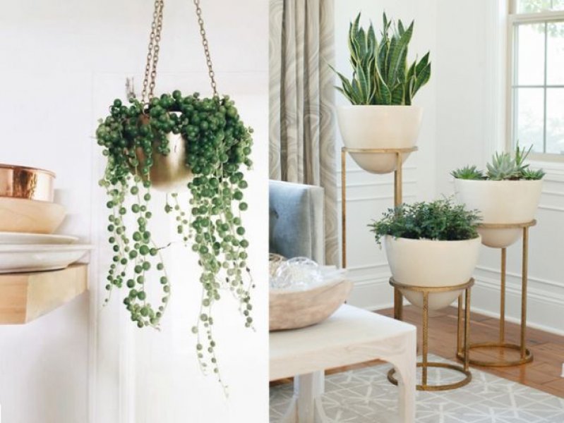 Evinizi Renklendirecek Saksı Bitkileri