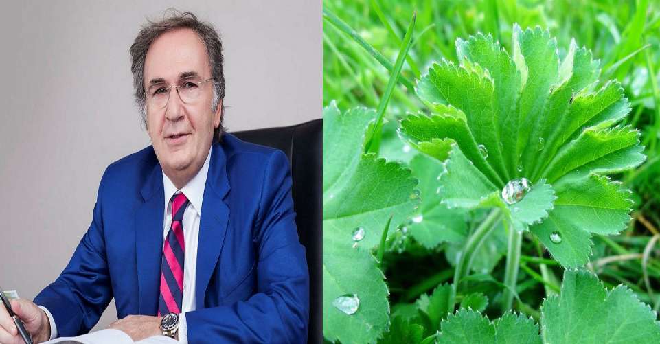 İbrahim Saraçoğlu’dan Tüm Kadın Hastalıklarına iyi Gelen Aslan Pençesi Kürü Tarifi