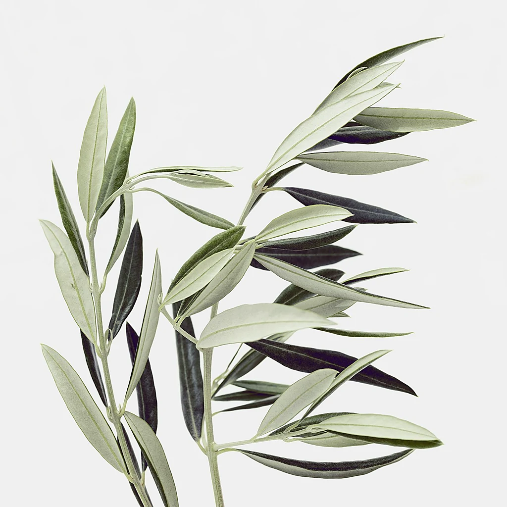 Zeytin yaprağının bağışıklık ve kalp sağlığına destekleyici faydaları