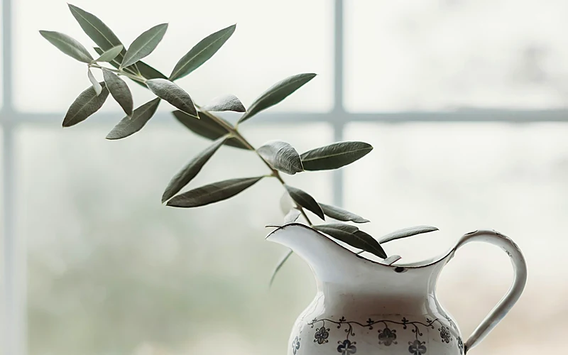 Zeytin Yaprağının İnanılmaz Faydaları